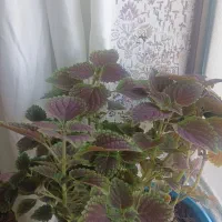 گل طبیعی|گل و گیاه طبیعی|یاسوج, |دیوار