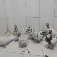 فقط چند تا کبوتر شهرستانی، کفتر