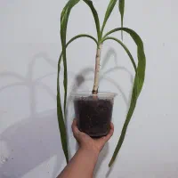 گل برگ موزی