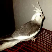 عروس هلندی جفت