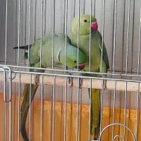 طوطی ملنگو جفت مولد