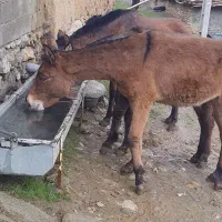 فروش قاطر