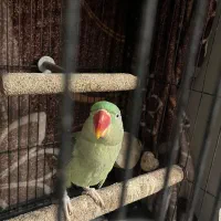 شاه طوطی نر ۶ ماهه
