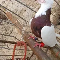 چهارتا نر درجه یک