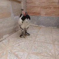 سه تا خروس ۵ ماهه بسیار زیبا و هیکلی