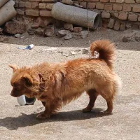 واگزاری