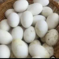 تخم غاز برای مصرف روزانه فوق العاده مقوی