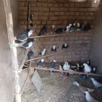 کبوتر شازده