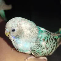 جوجه مرغ عشق دونخو شترک