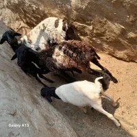 فروش میش وبره ماه چهار