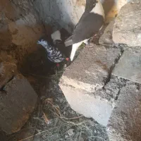 کبوتر ساده افشون