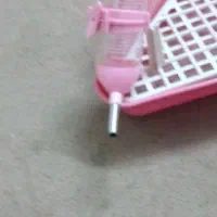 ظرف اب خرگوش نو