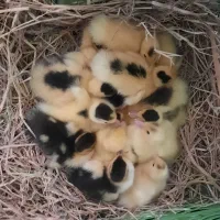 فروش اردک اسرائیلی(مسکویی) کلی و جزئی