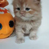 گربه نژاددار