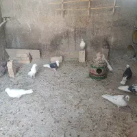 کبوتر پرشی