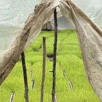 توم نشا هاشمی درجه یک