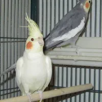 عروس هلندی نر و ماده