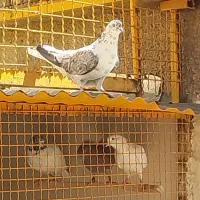 نر کلاغی سینه دم سفید مهرمهر