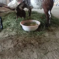 بُز فروشی