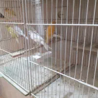 تعدادی پرنده