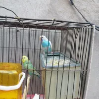 جفت مرغ عشق