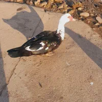 فروش مرغ وخروس اردک خارجی