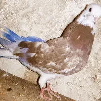 دوکت زوردار کاکولی