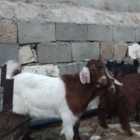 ده عدد کهره
