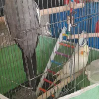 یک جفت عروس هلندی نرش حرف میزنه