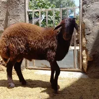 بره قوچ همو