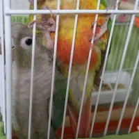 فروش دوعدد گرینچیک
