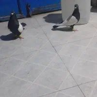 دو‌عدد‌کفتر‌سینه‌‌کت‌برف‌درشت