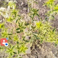 عسل چند گیاه گاپینه خارچوبه تیغال