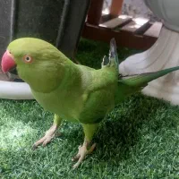 فروش ملنگو ماده