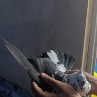 ابلغ . سوسکی