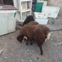 ۴راس بره