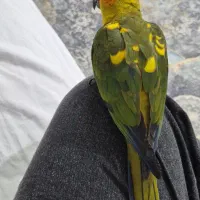 طوطی خورشیدی نر  سالم و سرحال و بازیگوش