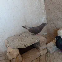 کبوتر|پرنده|فسا, |دیوار