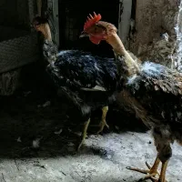 خروس گردن لختی