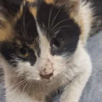 سرپرست یا حامی خوب میخواد