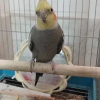 عروس هلندی