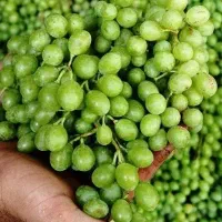 قوره انگور درشت و آبدار