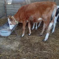 گوساله سیمینتال ماده