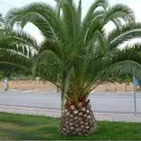 نخل خرما ۴۰ساله