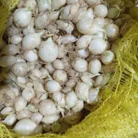 پیاز غده