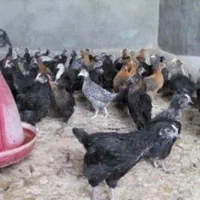 جوجه محلی سیدان