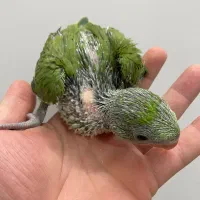 جوجه ملنگو سرلاکی