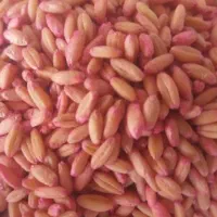 فروش گندم بذر درجه یک