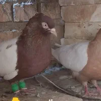 سینه ای کبوتر