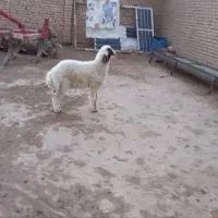 بره نر عراقی درجه یک